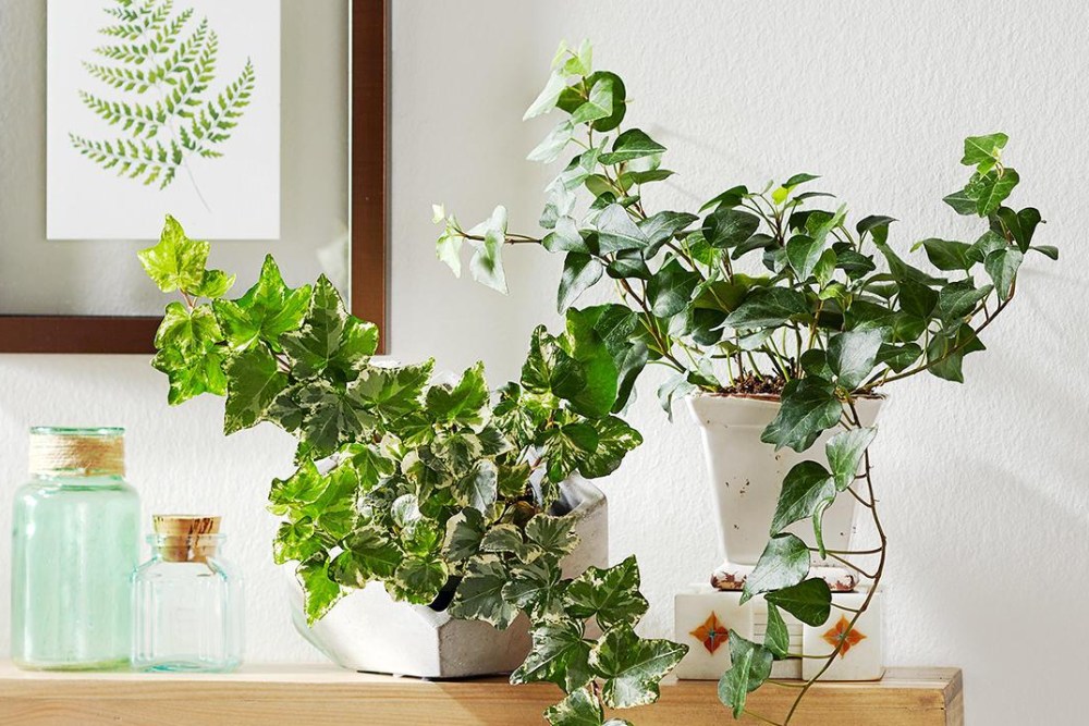 Фото примеров гостиных с растениями в горшках